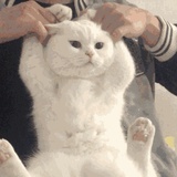 应笑钦