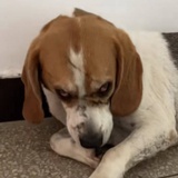 我是比格犬