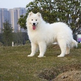 平