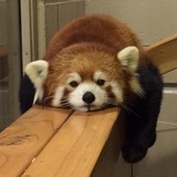 虫脆有馍饼