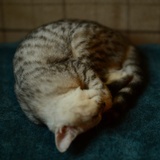 钱苗元