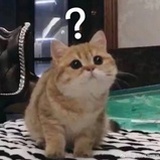想吃炸鸡