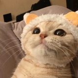 _别想我求饶