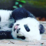 可爱守法的公民