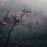 星呈
