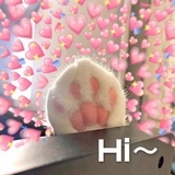活在光里的猫