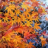 黛西