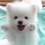 嘿嘿嘿（已哈哈