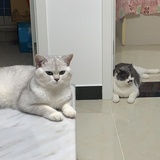 浅浅月兮