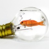 爱上小狮子的鱼