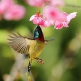 木木森森