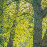 Ruru