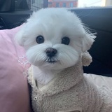 fluffypopo