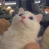 さとい