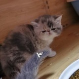 加菲猫赵铁锤