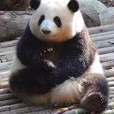 大贝果子