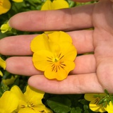 狂怒薯条