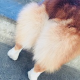 一只想吃素的马