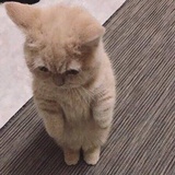 吃栗子啊。