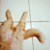 猫骗子脱不下来