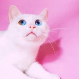 生而为猫