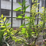 从不开百合西部