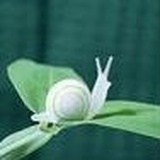 扬州城外梅花岭