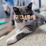 爱因的逗猫棒