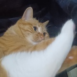 不怕