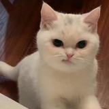 Neko