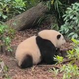 Roar 🐼