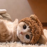 小王想养一只猫