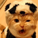 love idiot