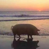 王安祈