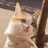 我见青山多妩媚