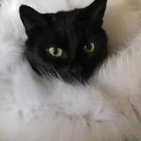 猹