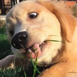 沉吟至今