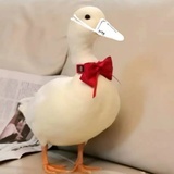 不是甜粥