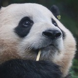 吃三块卤肉