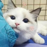 Y_猫猫小姐