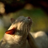 玄血猫