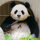 嘁嘁嘁