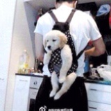 分裂君