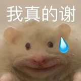 登登已飞升