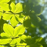 季节