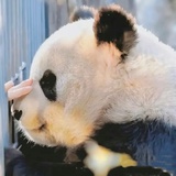 小狼小狼几点钟