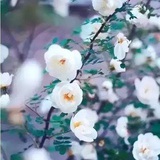 池塘青草绿