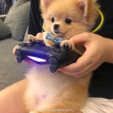 Halo