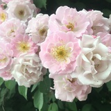 蔷薇花开