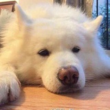 福鼠